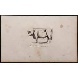 1860 - Profil du bœuf de trait 