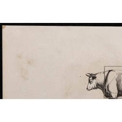 1860 - Profil du bœuf de trait 