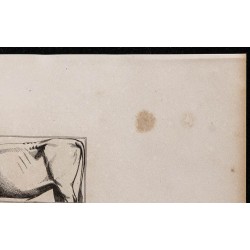 1860 - Profil du bœuf de trait 