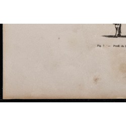 1860 - Profil du bœuf de trait 