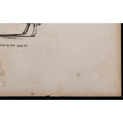 1860 - Profil du bœuf de trait 