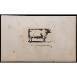 1860 - Profil du bœuf de boucherie 