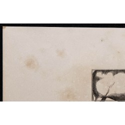 1860 - Profil du bœuf de boucherie 