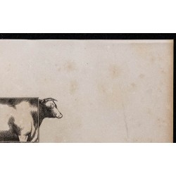1860 - Profil du bœuf de boucherie 