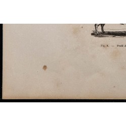 1860 - Profil du bœuf de boucherie 