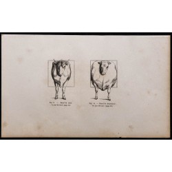 1860 - Bœuf de trait et de boucherie vue par devant 