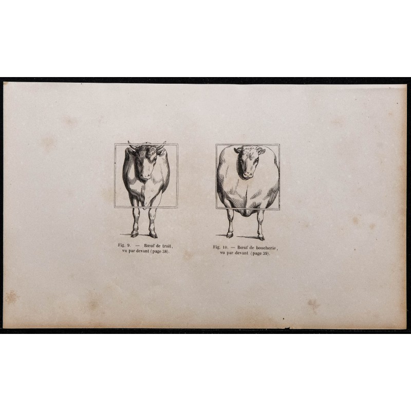 1860 - Bœuf de trait et de boucherie vue par devant 