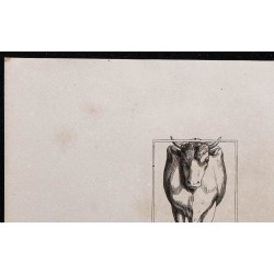 1860 - Bœuf de trait et de boucherie vue par devant 