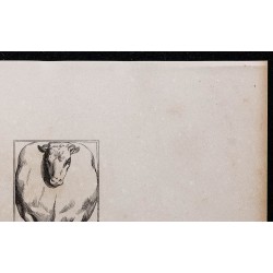 1860 - Bœuf de trait et de boucherie vue par devant 