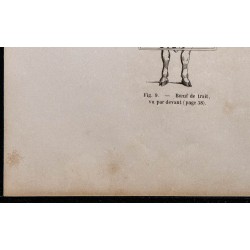 1860 - Bœuf de trait et de boucherie vue par devant 