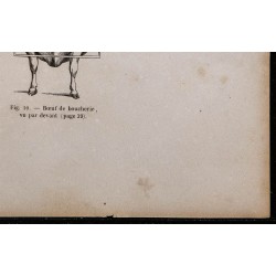 1860 - Bœuf de trait et de boucherie vue par devant 