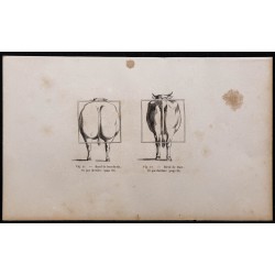 1860 - Bœuf de boucherie & de trait vu par derrière 