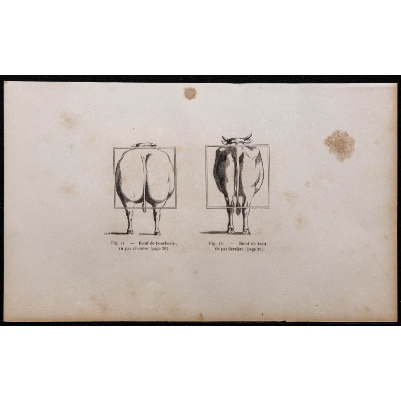 1860 - Bœuf de boucherie & de trait vu par derrière 