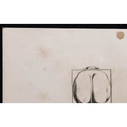 1860 - Bœuf de boucherie & de trait vu par derrière 
