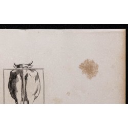 1860 - Bœuf de boucherie & de trait vu par derrière 