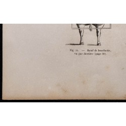 1860 - Bœuf de boucherie & de trait vu par derrière 
