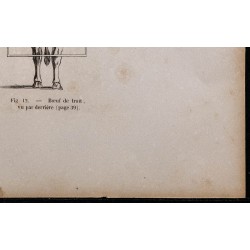 1860 - Bœuf de boucherie & de trait vu par derrière 