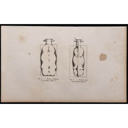 1860 - Bœuf de boucherie et de trait vu par dessus 