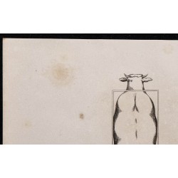 1860 - Bœuf de boucherie et de trait vu par dessus 
