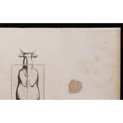 1860 - Bœuf de boucherie et de trait vu par dessus 