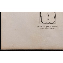 1860 - Bœuf de boucherie et de trait vu par dessus 