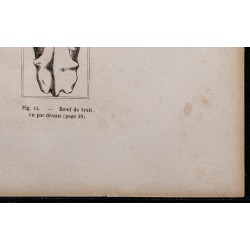 1860 - Bœuf de boucherie et de trait vu par dessus 