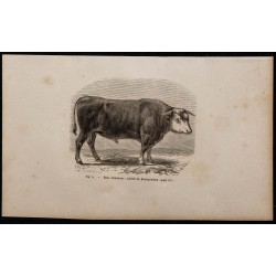 1860 - Race alsacienne, variété de Boucquemon 