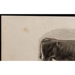 1860 - Race alsacienne, variété de Boucquemon 