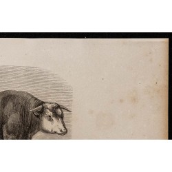 1860 - Race alsacienne, variété de Boucquemon 