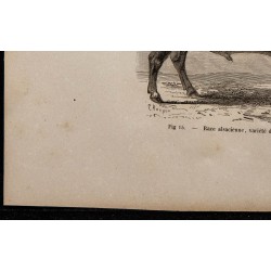 1860 - Race alsacienne, variété de Boucquemon 