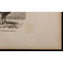 1860 - Race alsacienne, variété de Boucquemon 