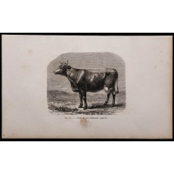 1860 - Vache de race ardennaise 
