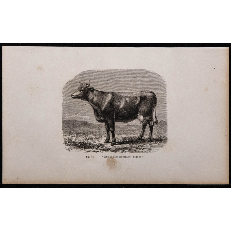 1860 - Vache de race ardennaise 