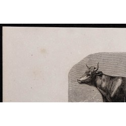 1860 - Vache de race ardennaise 