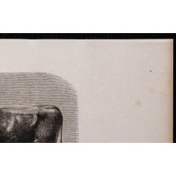 1860 - Vache de race ardennaise 