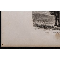 1860 - Vache de race ardennaise 