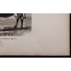 1860 - Vache de race ardennaise 