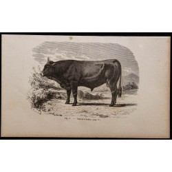 1860 - Taureau d’Aubrac 