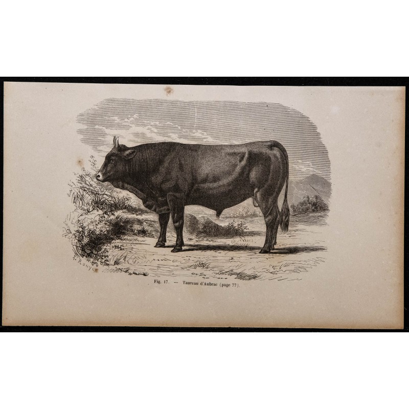1860 - Taureau d’Aubrac 