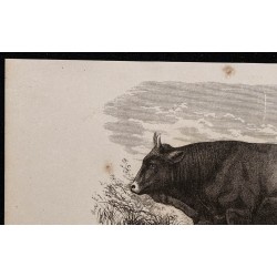 1860 - Taureau d’Aubrac 