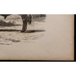 1860 - Taureau d’Aubrac 