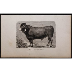 1860 - Taureau bazadais 