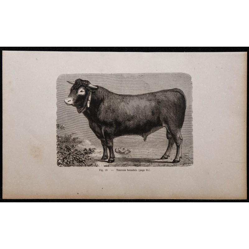 1860 - Taureau bazadais 