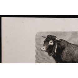 1860 - Taureau bazadais 