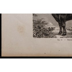 1860 - Taureau bazadais 