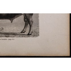 1860 - Taureau bazadais 