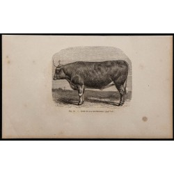 1860 - Bœuf de race bourbonnaise 