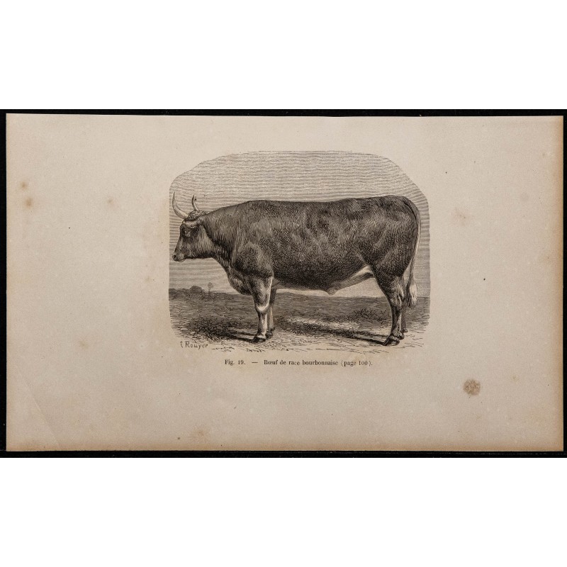 1860 - Bœuf de race bourbonnaise 