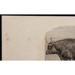 1860 - Bœuf de race bourbonnaise 