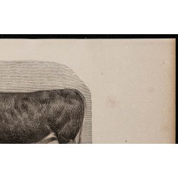 1860 - Bœuf de race bourbonnaise 